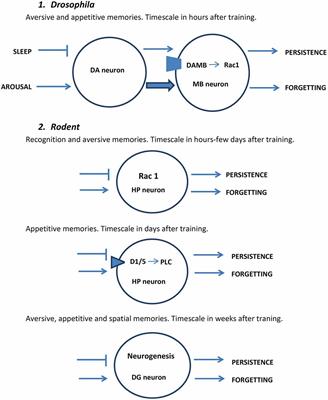 Neural, Cellular and Molecular Mechanisms of Active Forgetting